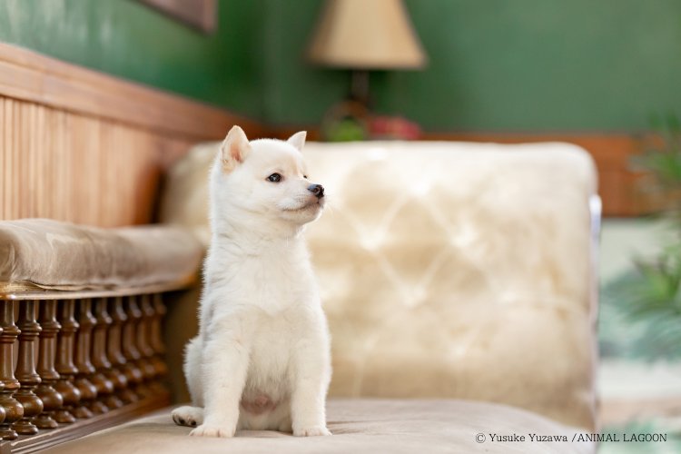 ペットを撮影に慣れさせるコツ！ 落ち着かない子、臆病な子の撮り方 ～マネするだけ！ エキスパート直伝ペット撮影のコツ⑥～