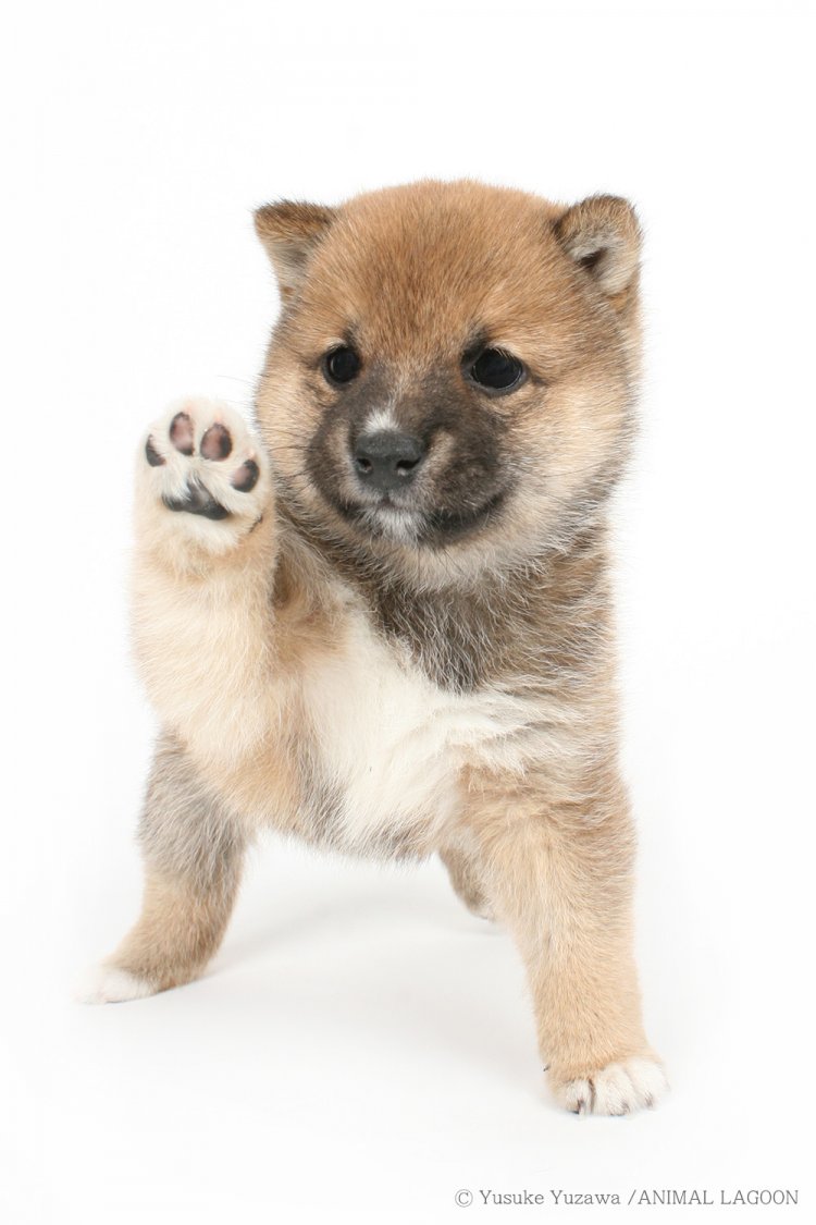 ペット撮影8198_