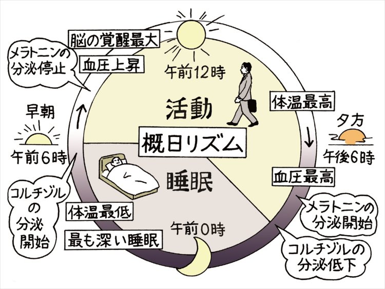昼に活動、夜に休息。24時間の”概日リズム”。