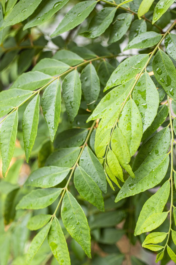店の前には、カレーリーフの木が。