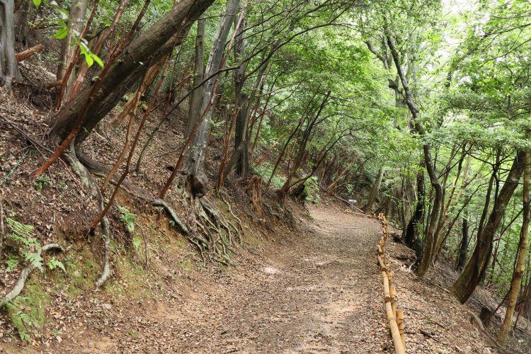 登山口からしばらくはゆるやかな登り道。