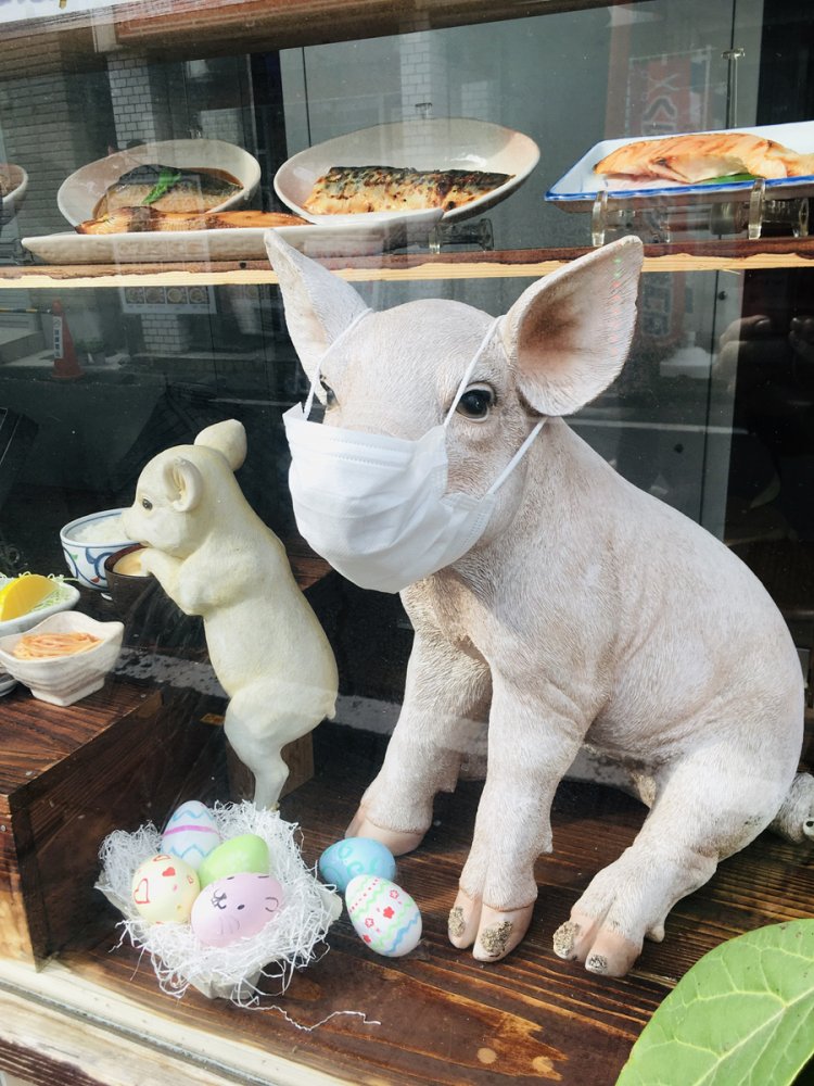こちらのブタは耳があるのでマスクが引っかけられる（野方）
