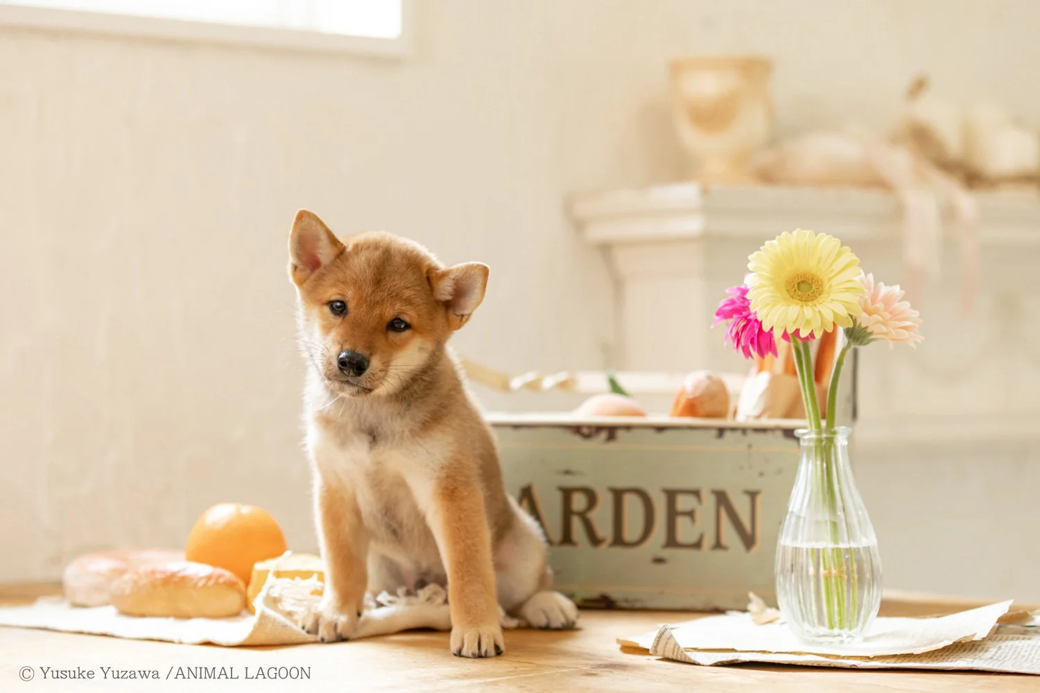 構図を意識して撮ろう マネするだけ エキスパート直伝ペット撮影のコツ さんたつ By 散歩の達人