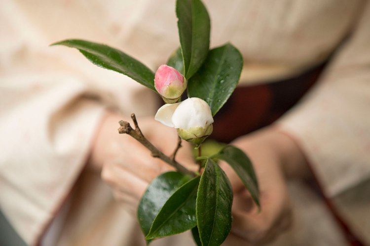 散歩道で見つけた早咲き椿の白玉と西王母（せいおうぼ）。「つぼみの中の芯が少し見えるのがいいの」。