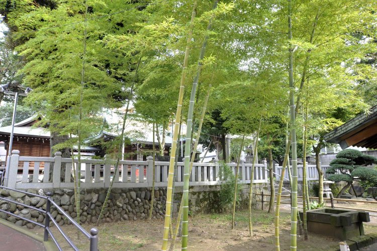 水屋の周囲には小さな竹林があり、風情ある景観をつくり出している。