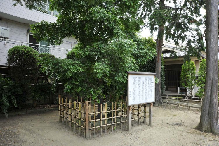 梛の木には熊野の神が宿るとされ、梛の葉を身につけるとお守りになるという。