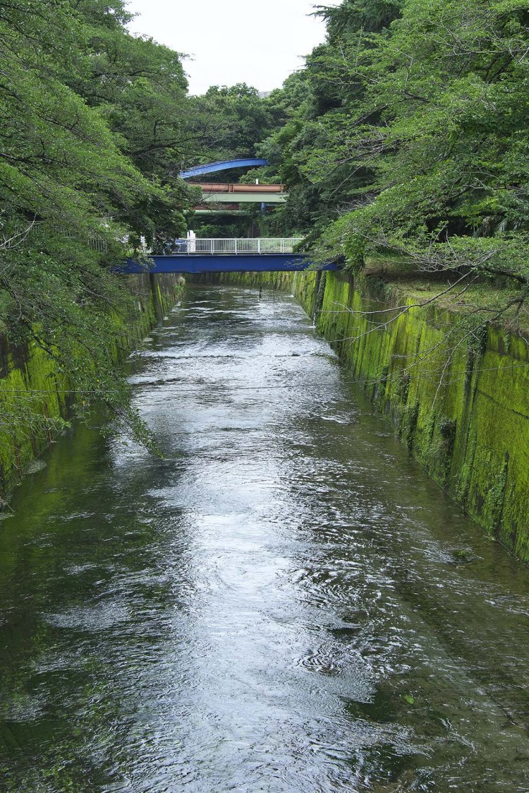 右手がプールと練馬城跡の丘。現在はハイドロポリスだが以前はピクニック広場だった。創業当時は池やプールは石神井川の水を利用していた。
