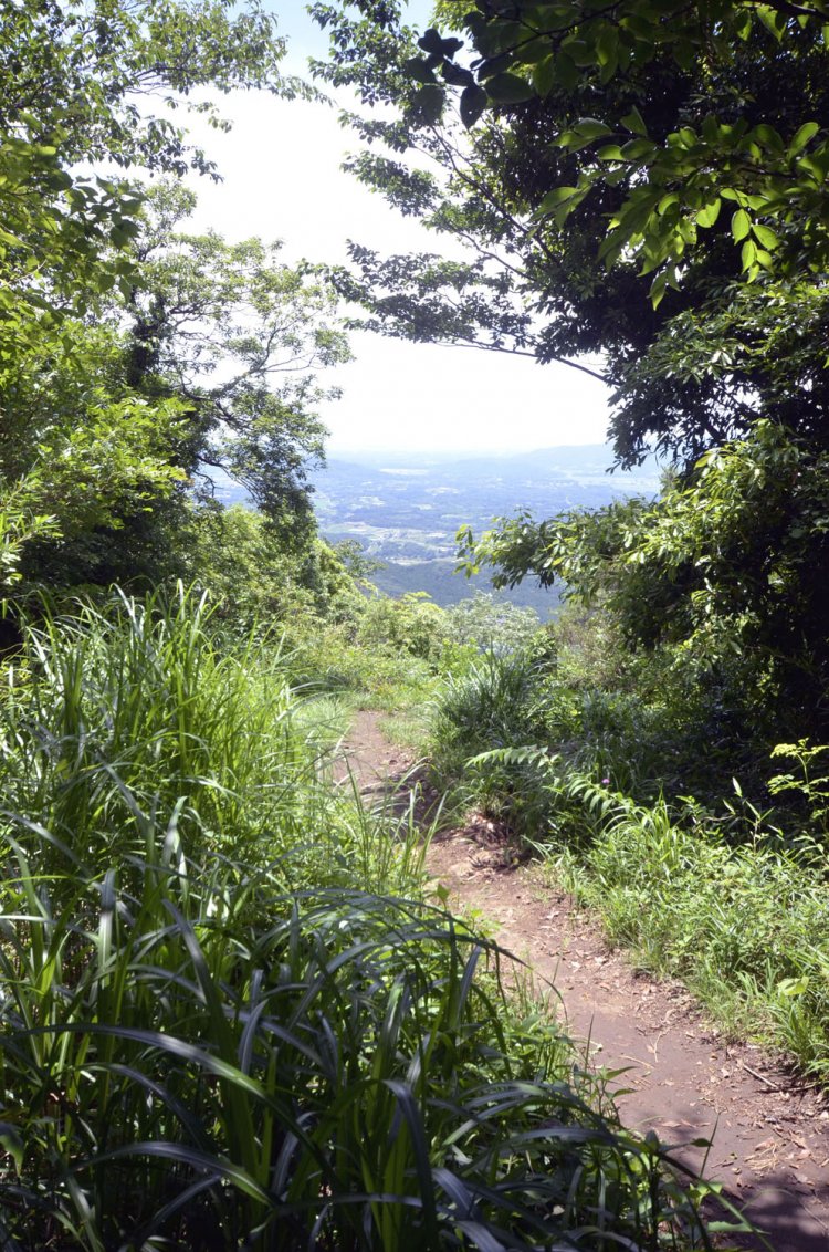 梅雨の晴れ間でも日光が緑に遮られ意外に涼しく、都心のビル群がよく見えた。