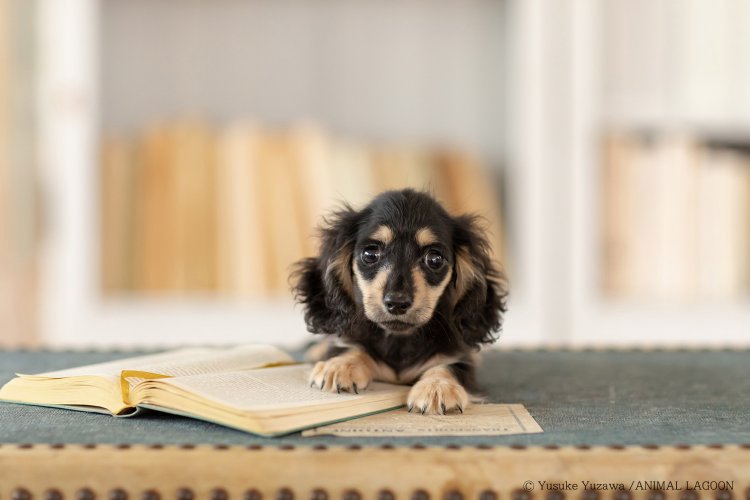 85mm F2.2で撮影。