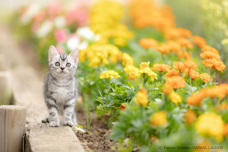 圧縮効果により花が密集して見える。