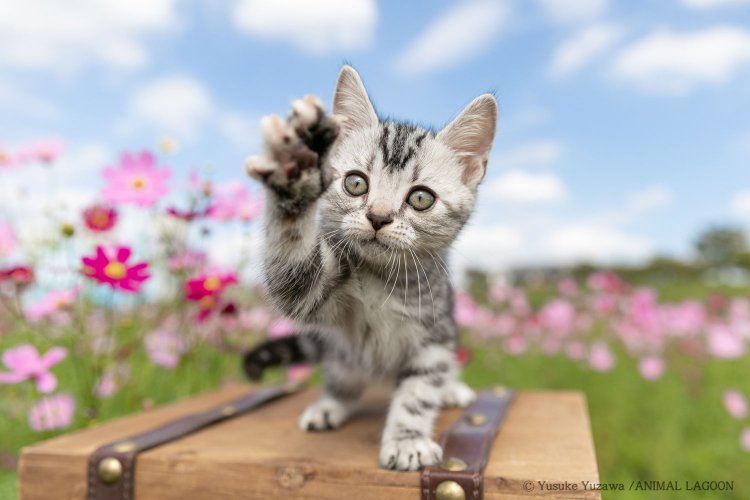 綺麗な背景や青空を多く入れたい時は広角側で撮ろう。