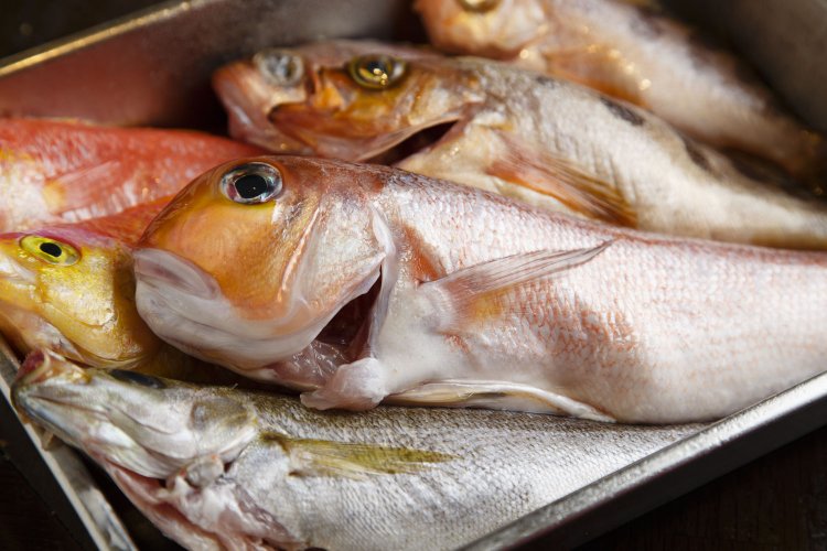 この日はアマダイが釣れて内田さんはホクホク。