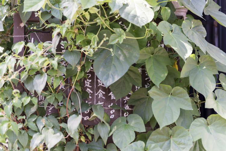 お手製のメニュー札は緑が覆い独特の味わいに。