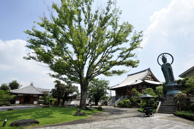 ケヤキの大樹を囲むように本堂、観音堂、大観音などが整然と立つ。