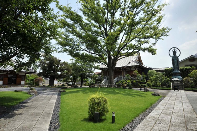 ケヤキの大樹を囲むように本堂、観音堂、大観音などが整然と立つ。