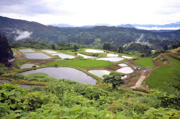 曲亭馬琴の『南総里見八犬伝』に登場する金倉山東側に広がる棚池。