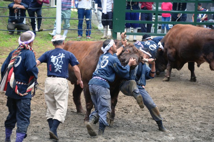引き分け後は「人vsウシ」。勢子の勇猛果敢な妙技も見どころの一つ。