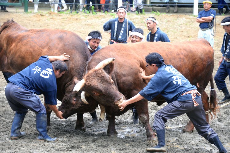 ウシの急所である鼻を素手でつかみ、おとなしくさせる「鼻とり」。