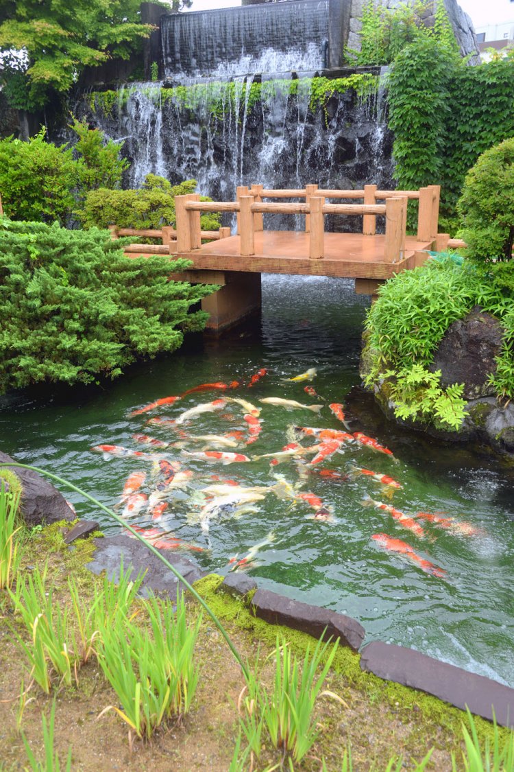 ４つの池と２つの滝を配した庭園に優秀鯉15品種約２２０尾が泳ぐ。
