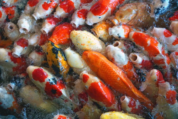 110尾が泳ぐ屋内の鑑賞池。餌（100円）をやると、この通り。