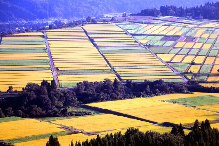 南側の段丘上に広がる美田は、米どころ新潟ならではの風景。