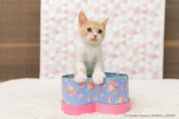 広角レンズだと背景の壁紙が足りなくなってしまいます。