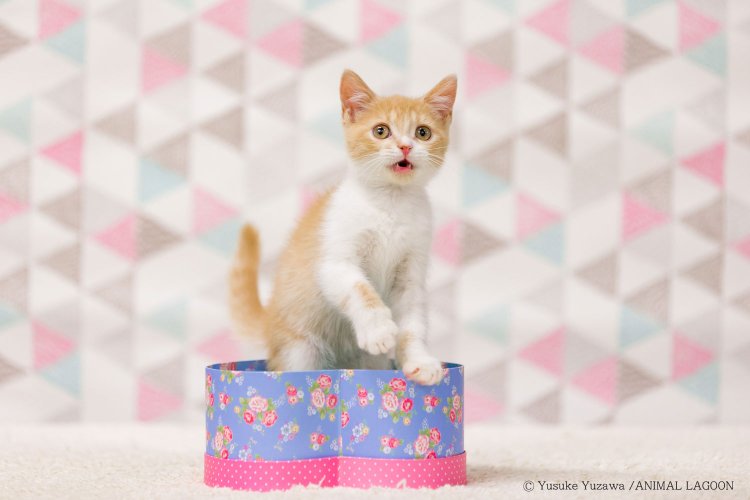 望遠レンズなら画面いっぱいに壁紙を入れることができます。