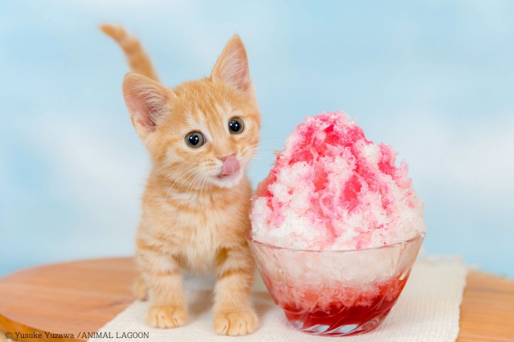 空柄の壁紙とかき氷の食品サンプルで夏らしさを演出。