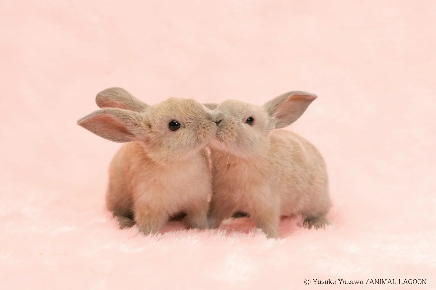 お家で簡単 スタジオ撮影に挑戦 マネするだけ エキスパート直伝ペット撮影のコツ さんたつ By 散歩の達人