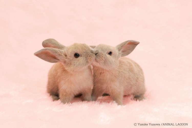 犬猫をメインで撮影していますが、ウサギなどの小動物も撮影します。