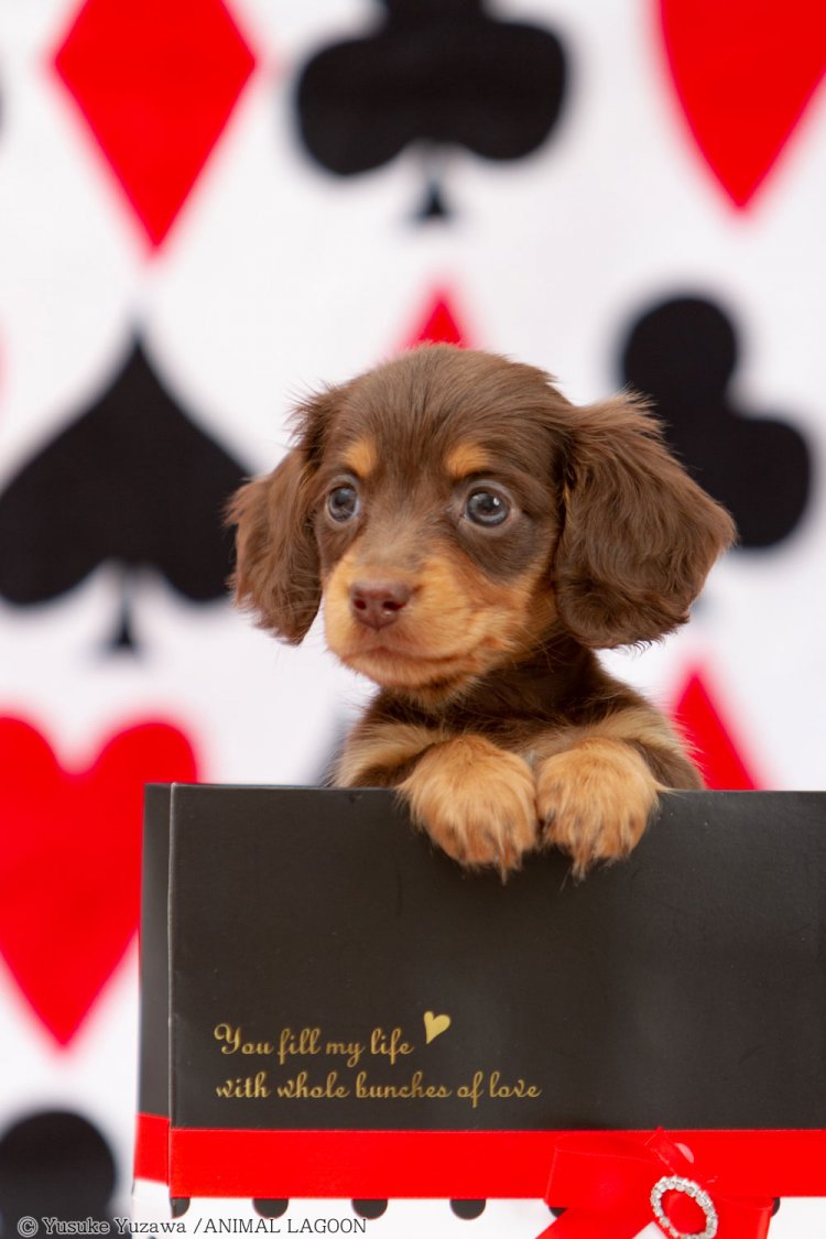 トランプ柄のバスタオルを使って撮影。