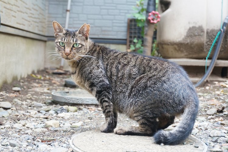ちなみに現在の太宗寺は猫のたまり場に。「吾輩は猫である」みたいな顔をした子が多い。