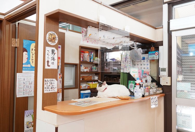明るく清潔感のあるカウンター。看板猫が出迎えてくれるかも。