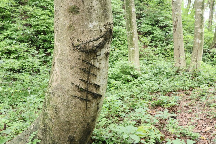 樹皮が鋭くえぐるように削られている。