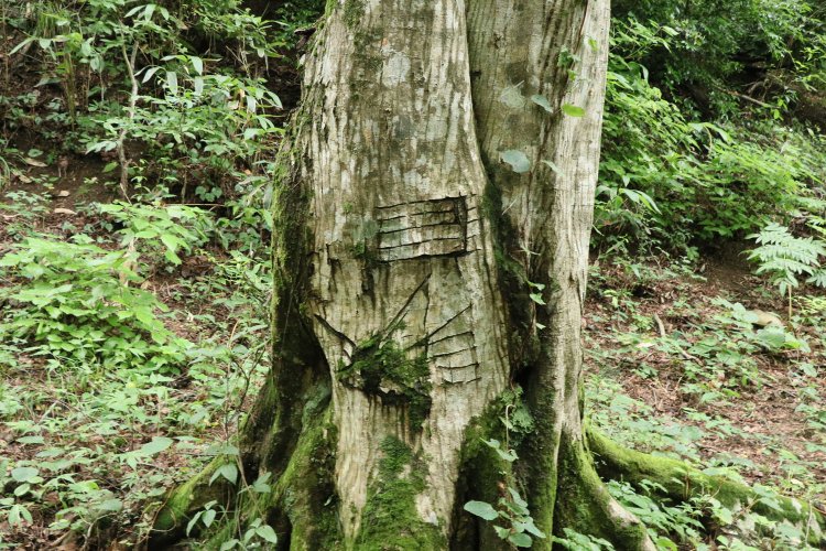 ichijodani_24_IMG_9009