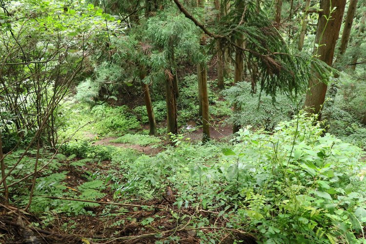 樹間にわずかに光を反射する水面がわかる。