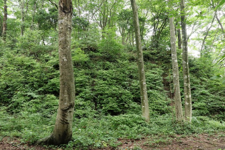 緑に覆われていてもその絶壁ぶりがよくわかる。