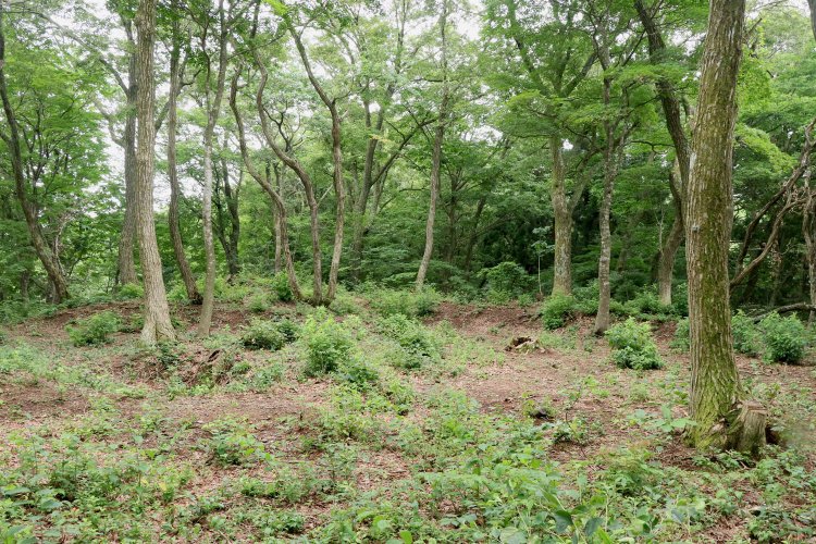 二の丸の曲輪内。端に土塁がよく残っている。