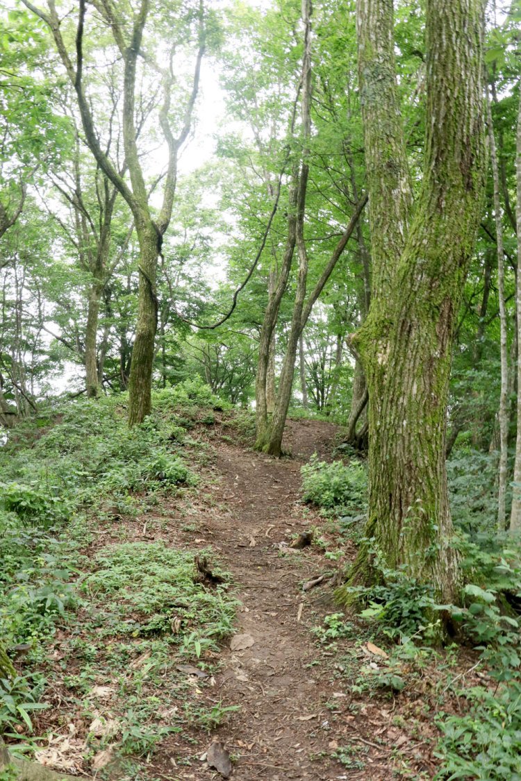 三の丸内部。約110mもある細長い曲輪。