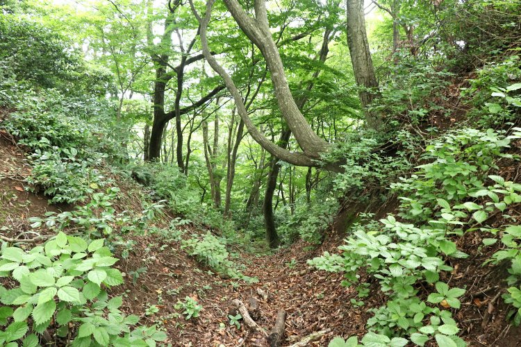 V字の堀切。なかなか鋭い。