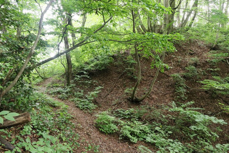 山頂のさらに先にある堀切。ここがおそらく本当の「山城はここまで」。