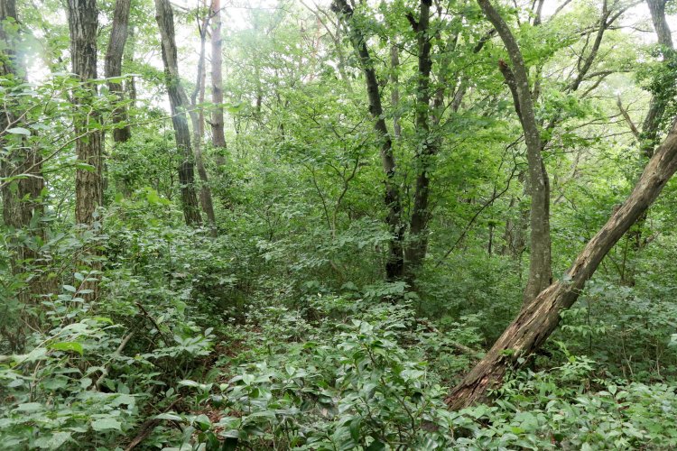 一面のヤブ。かすかに人の踏み跡がある（ように見える）。