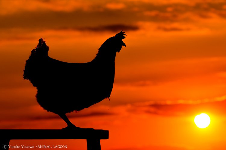 我が家で飼っていたニワトリさんのシルエット写真。