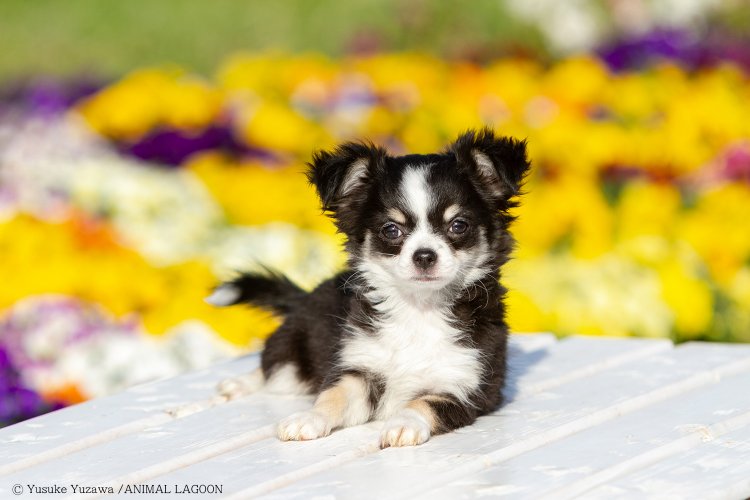 被写体にしっかり光が当たりますが、やや眩しそうな表情に。硬いイメージになるのでペット写真にはあまり向きません。