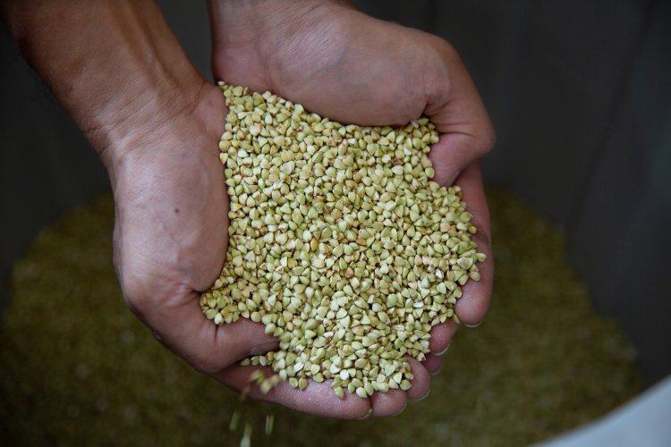 玄そばの硬い殻をむいた抜き実。美しい緑の実が印象的だ。