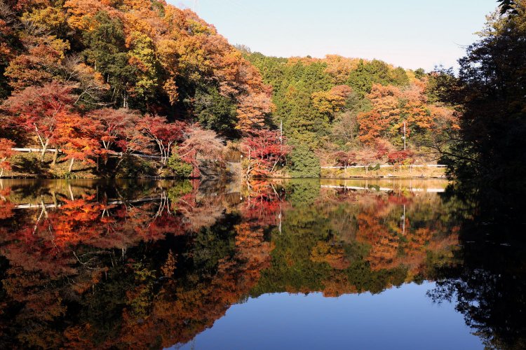 ちょうど紅葉の季節。今年は湖面映えがないので、量的には半分か。