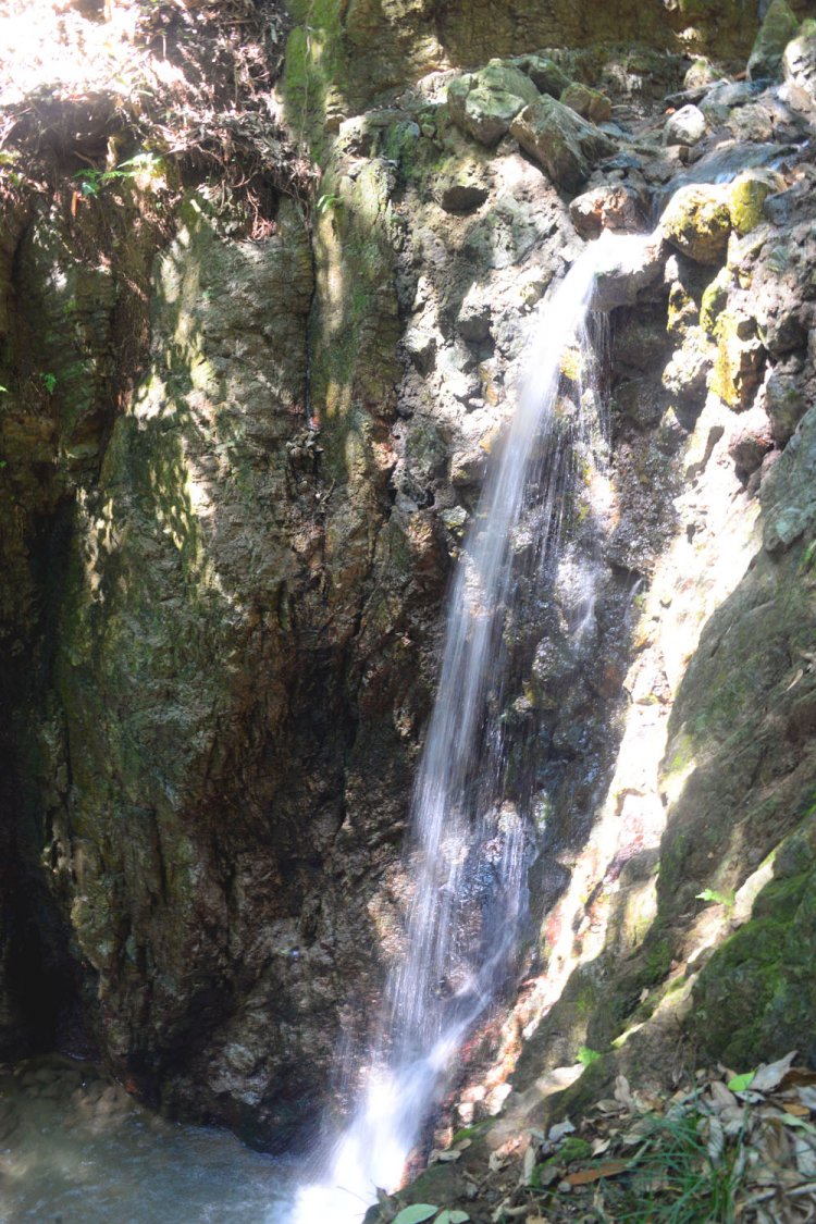 杉木立に囲まれた滝。秩父古生層のチャートの岩上から流れ落ちる。