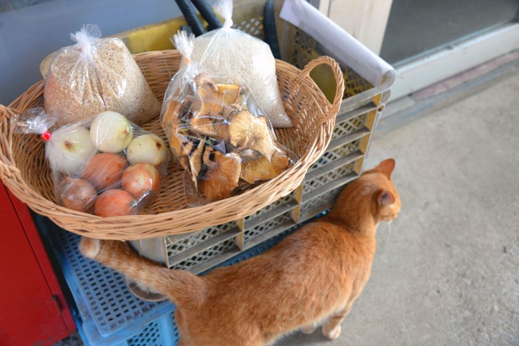 公会堂の売店では村でとれた無農薬の米や野菜類を販売。ニヒルな顔の村ネコ、九（ココ）が足にスリスリしてきた。