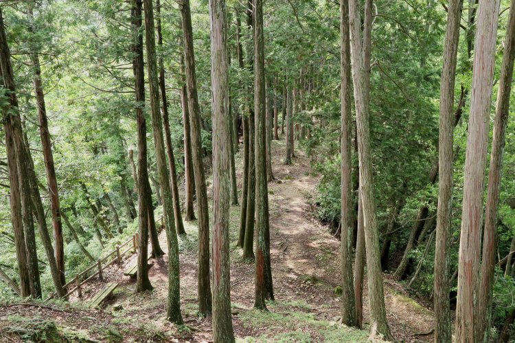 出丸から三の丸方面を見下ろす。