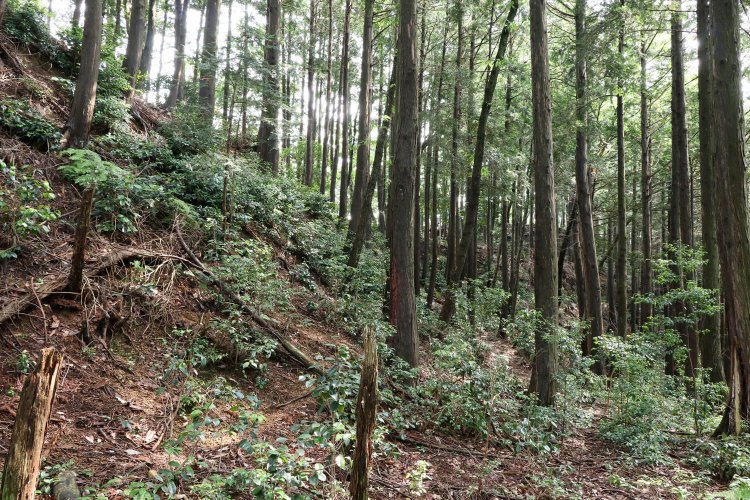 大手道。低木に埋もれかけた細道が伸びるのみ。